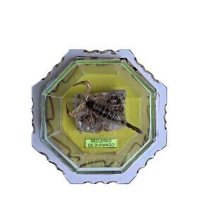 Vintage Scorpion Taxidermy In Glass Case On Rock Recuerdo De Durango Perfect